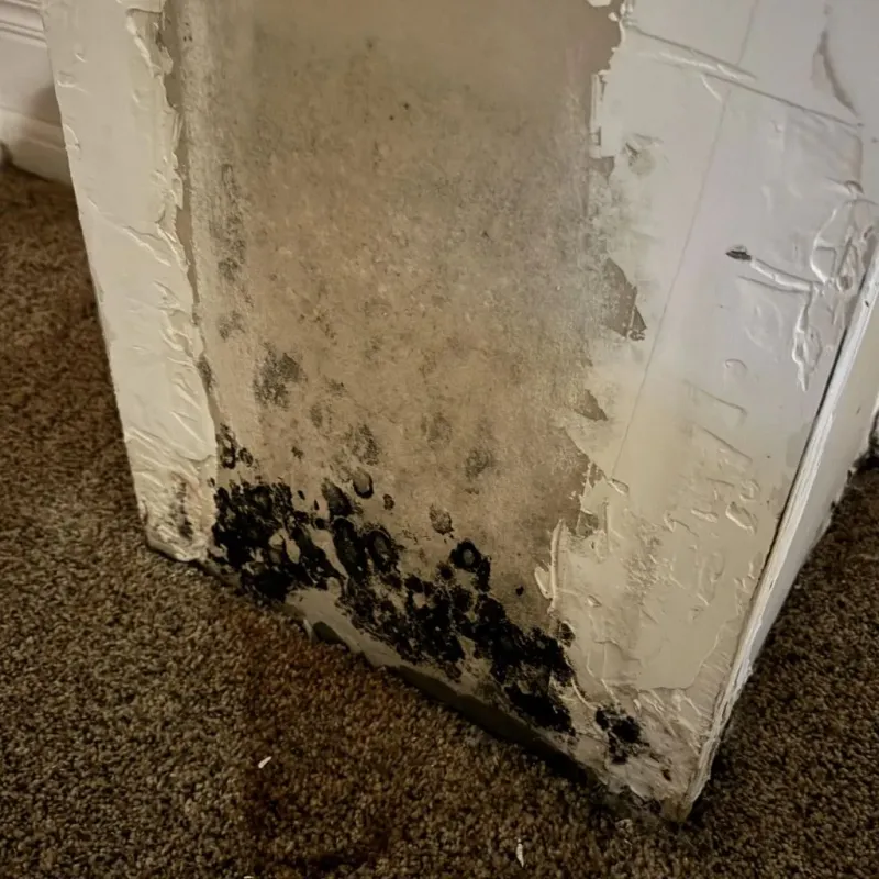 Professional Mold Removal in Zeeland, MI